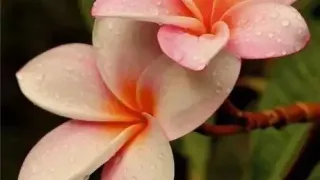  | Angel Spa